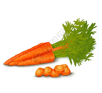 蔬菜机食品现实新鲜胡萝卜分离白色背景矢量插图图片
