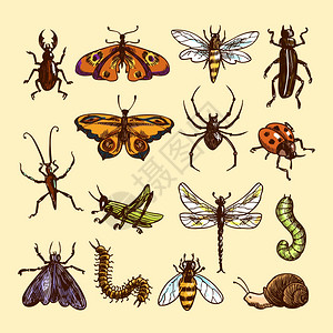 昆虫素描彩色装饰图标瓢虫毛毛虫黄蜂孤立矢量插图图片