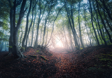 秋天日出时雾中美丽的神秘森林色彩多的风景树上有橙色和红叶的魔法树景色与梦幻的雾林中路径落色在八爪形自然中背景图片