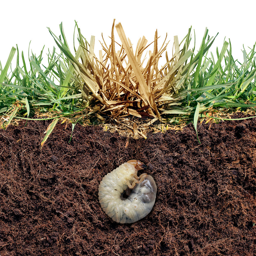 有害虫卵在土壤中繁殖图片