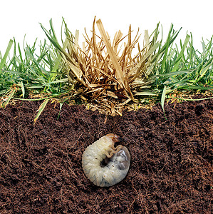 杀害有害虫卵在土壤中繁殖背景