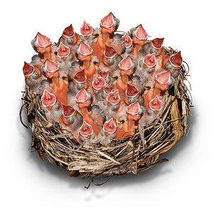 鸟筑巢要求社区概念和交媒体象征成为人群比喻与一大巢穴中无序的幼鸟抱怨要获得服务设计图片