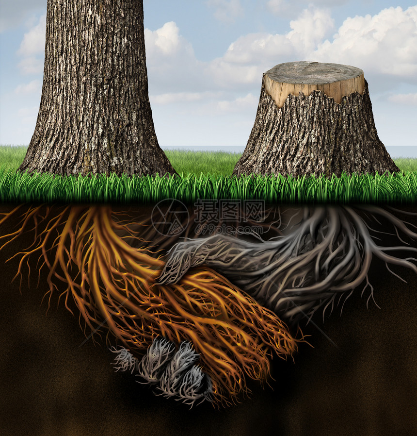 伙伴关系问题破裂有两棵树根是作为商业握手而形成的一棵树被砍倒根作为丢失或取消合同和伙伴分歧的概念腐烂图片
