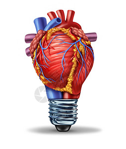 新的心血管研究创新是一种医学概念人类血液抽取器官以灯泡为形状作解剖循环疾病决方案和开发新疗法的象征图片