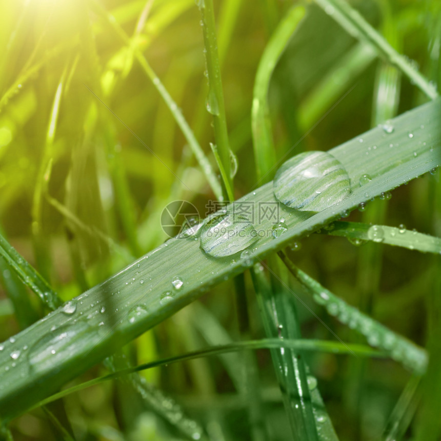 有水滴和阳光照耀的绿草图片