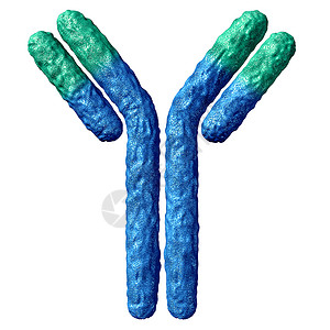 与白种背景隔离的抗体解剖学和具有硫化物联结的免疫球蛋白是系统的一部分用于防治3d的疾病背景图片
