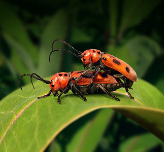 两个甲虫在绿叶上繁殖背景图片