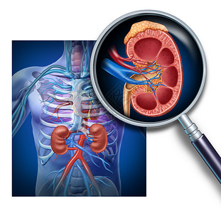 人体肾放大用身作为医学图以内器官的交叉部分红蓝动脉和肾上腺作为尿道系统解剖的保健说明背景图片