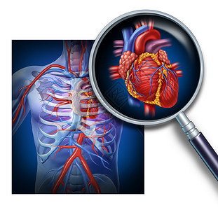 钱伯斯人体心脏解剖作为健康身体循环和心血管系统的重点和放大作为内血管器官的医疗保健象征作为医学图表背景