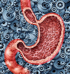 人类消化功能作为人类内消化器官的胃解剖功能由用胃汁消化食物的齿轮和作为保健图解背景