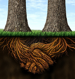 关系树作为稳定和忠诚的商业概念坚实基础有两棵树根植在地下手握抖动作为协议的象征团结力量共同求得成功插画