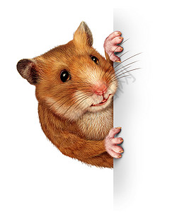 仓鼠拿着一张空白的卡上面有实事求是的毛皮和爪子紧握着广告牌推销与动物和宠有关的重要和特别信息背景