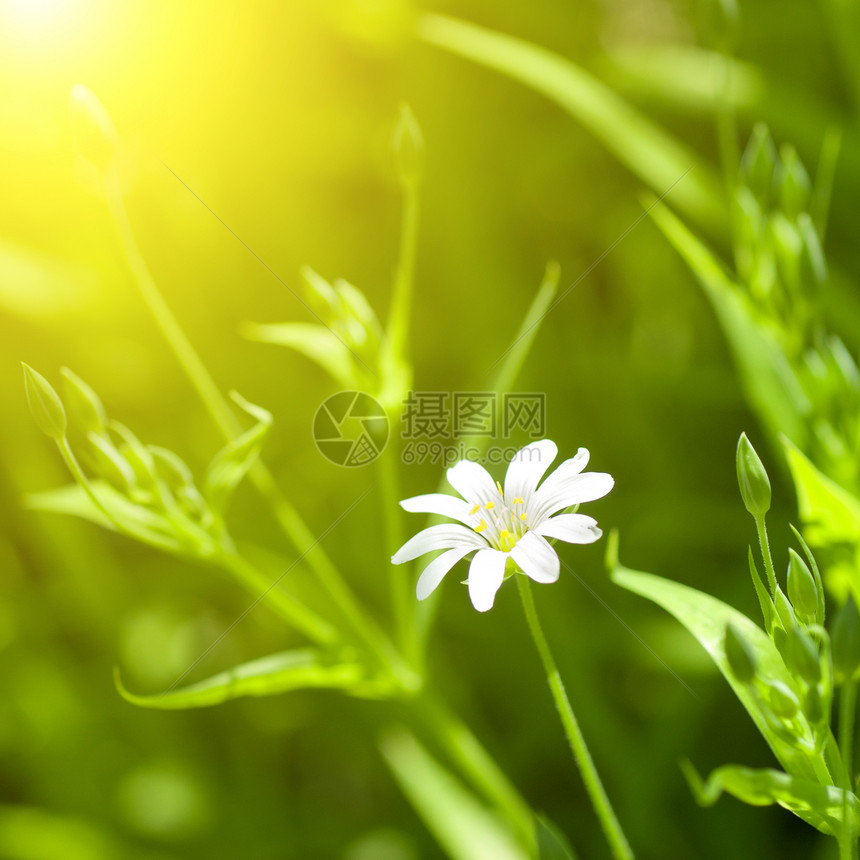 绿草中的白甘菊图片