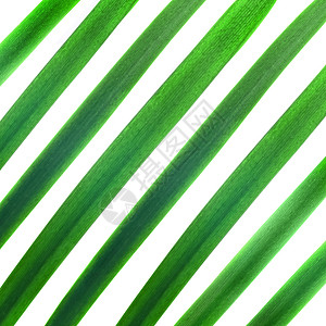 绿棕榈叶背景图片