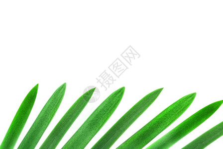 绿色棕榈叶设计元素背景图片