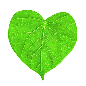 绿色叶以心脏的形式孤立在白色的图片