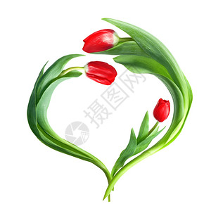红郁金香的心脏图片