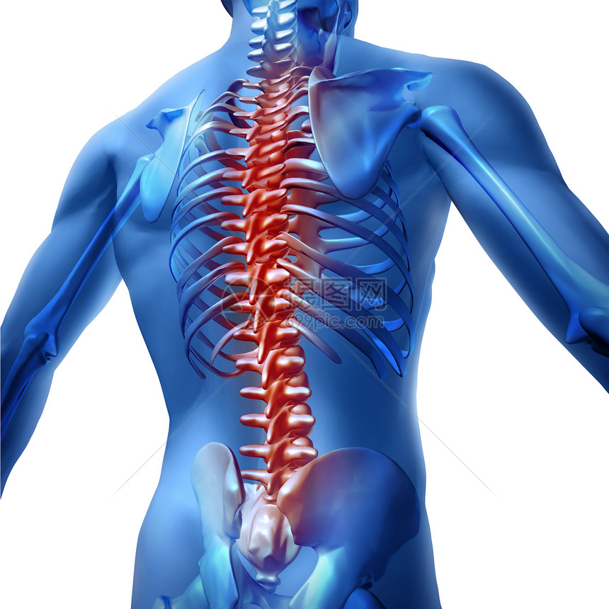 背部和疼痛身体骨骼上部躯显示脊椎和柱红色亮点作为脊椎外科和白底治疗的医保健概念图片