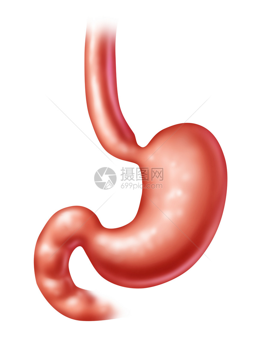 消化系统的人类胃和医疗保健象征物是消化器的腹部官消化食物或饮和胃外科的象征物作为白色背景的医学插图图片