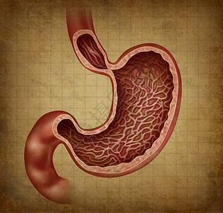 人体消化器官的胃解剖图其身体部分内有一个医疗交叉部分作为保健图标进行消化并在旧的米格面纸上插图背景图片