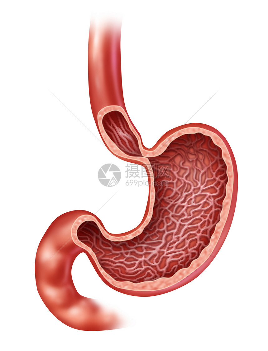 人体内消化器官的胃解剖有医疗交叉部分显示在身体内用胃汁消化食物作为白色背景的保健图解图片