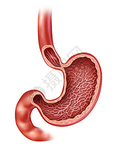 人体内消化器官的胃解剖有医疗交叉部分显示在身体内用胃汁消化食物作为白色背景的保健图解背景图片