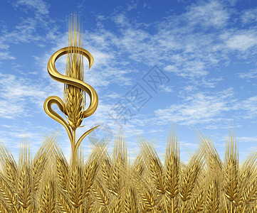 配弟领域货币作物和现金农耕业的概念代表了农民和粮食市场业部门在商中赚取的财政和利润作为单一小麦厂在收成时间农场田地上用天空配美元背景