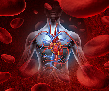下腔静脉人体心血管系统其解剖来自健康的身体其背景是血细胞作为内管器官的医疗保健象征作为医疗保健概念背景
