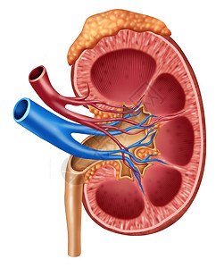 肾脏病学人体肾病图内器官交叉部分红蓝动脉和肾上腺作为真实的护理并用医学说明白色背景隔离的尿道系统内部解剖背景