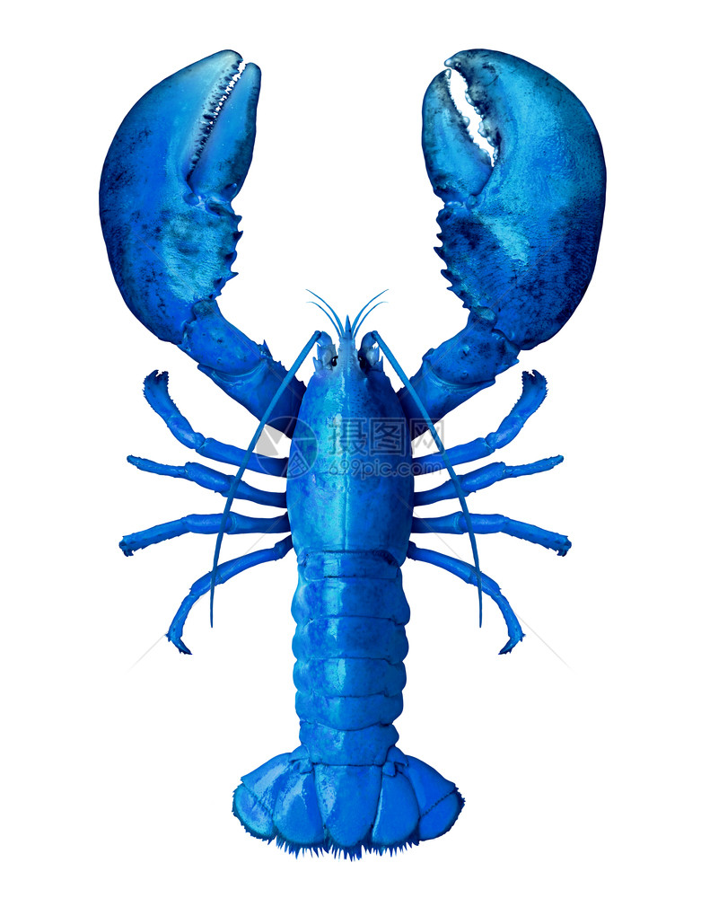 在白色背景中孤立的蓝龙虾作为新鲜海或贝类食物概念作为高空观光复合图像中完全稀有的甲壳类贝图片
