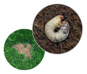 破坏性昆虫草原小动物的损伤如切肉幼虫在草根上造成的棕色斑点疾病作为白色背景上复合图像背景