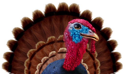 感恩节火鸡羽毛紧的字符作为秋天季节有趣的鸟类图标白色背景3d插图元素图片