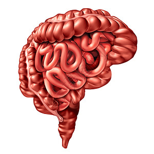 消化系统和人体思维器官的概念作为医学生的信息号符图片
