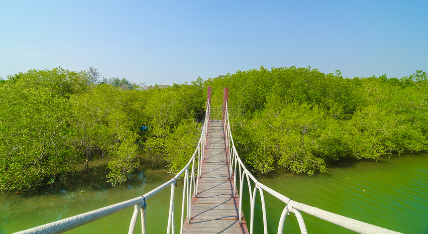 塔伊兰热带红树林的吊桥图片