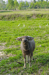 水牛站立在绿草上看着摄像头高清图片