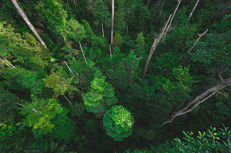 热带森林背景与野生树冠结合背景图片