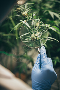 种植室内种植技术甘蔗种植阶段生长的植物阶段医用叶的背景量麻图片