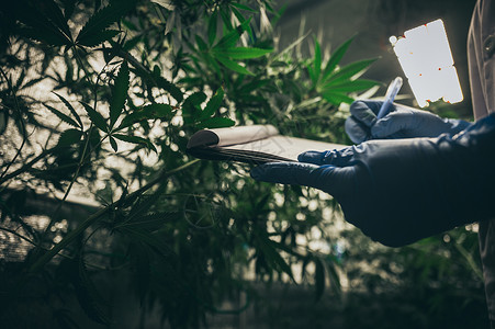 种植室内种植技术甘蔗种植阶段生长的植物阶段医用叶的背景量麻图片