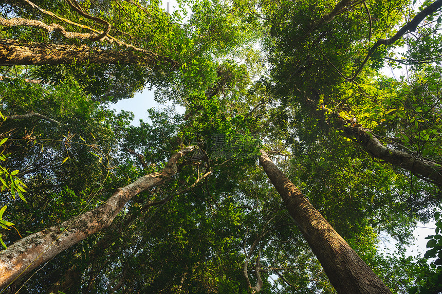 热带森林背景与野生树冠结合图片