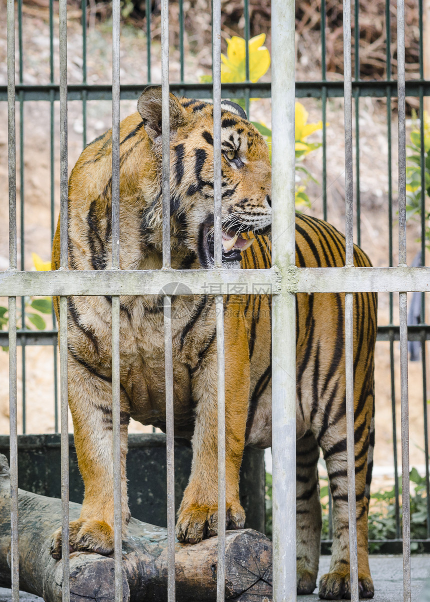 笼中的老虎图片