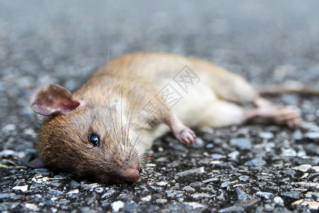 死在路上的老鼠图片