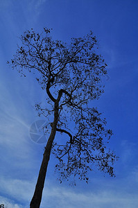 蓝天上孤单的干枯树影图片