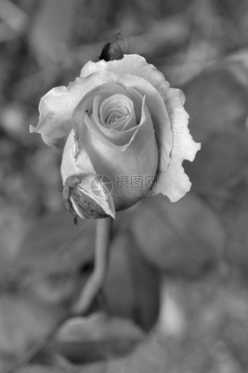 黑白的玫瑰色图片