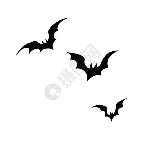 飞着的蝙蝠白色背景上的黑蝙蝠插画