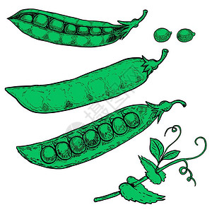 绿色豆子白色背景上孤立的手绘豆子插图插画