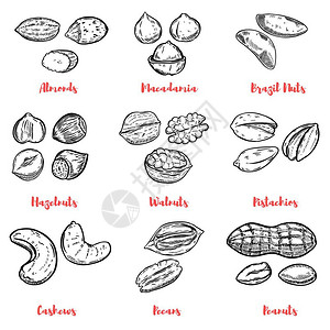 核桃叶一套坚果插图海报的设计元素菜单矢量插图插画