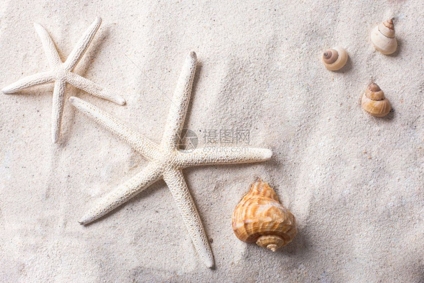 沙堆里的贝壳和海螺图片