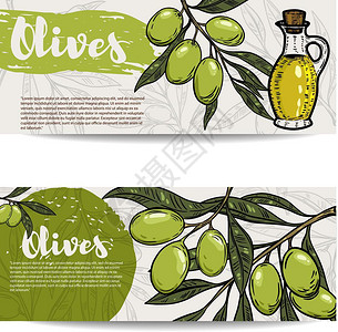 远传设计一套橄榄油传单枝横幅设计要素传单海报插画
