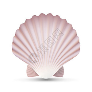 断臂的维纳斯扇贝矢量洋软体贝壳插图设计图片