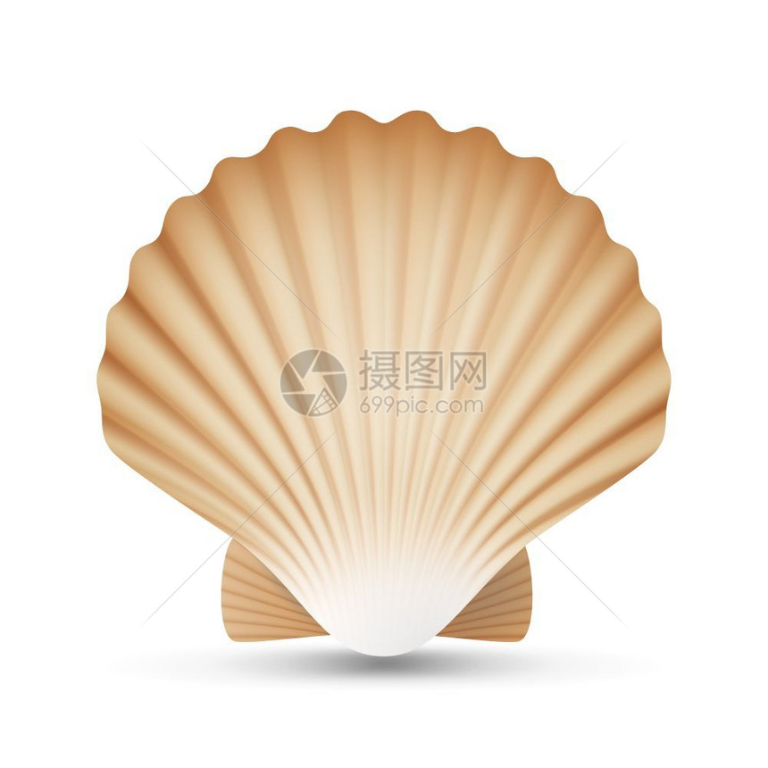 扇贝矢量洋软体贝壳插图图片